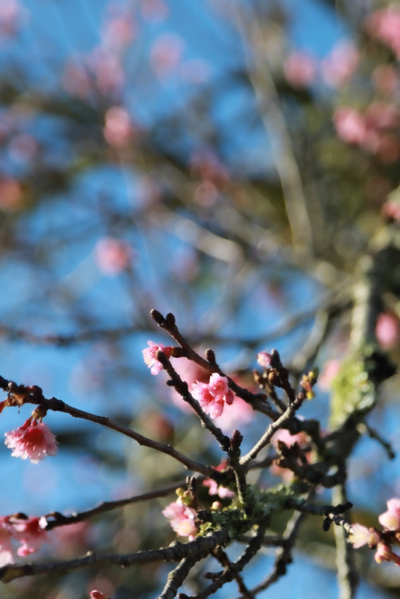 ハワイフォト、ハワイの桜、